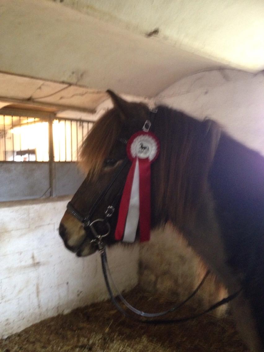 Islænder Jörfi fra Langholtsparti billede 4