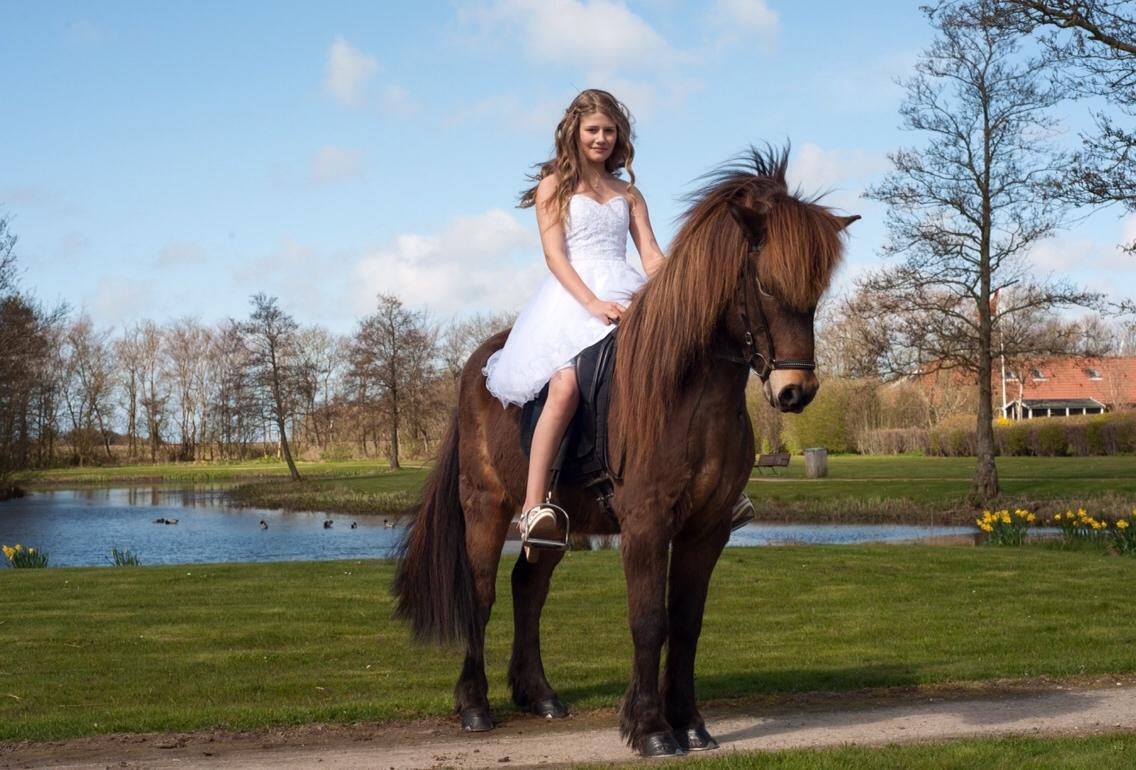 Islænder Jörfi fra Langholtsparti billede 8