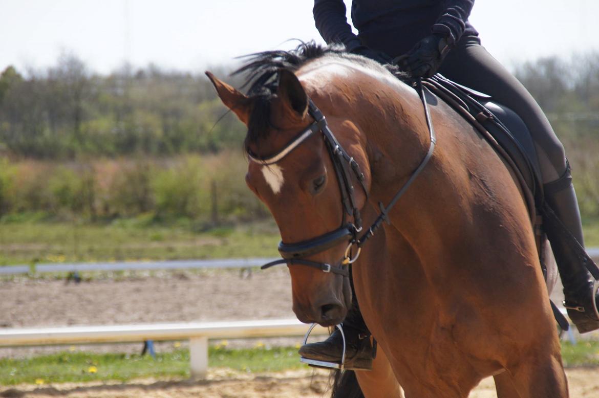 Dansk Varmblod Møgelmosegårds Happy Dancer billede 6