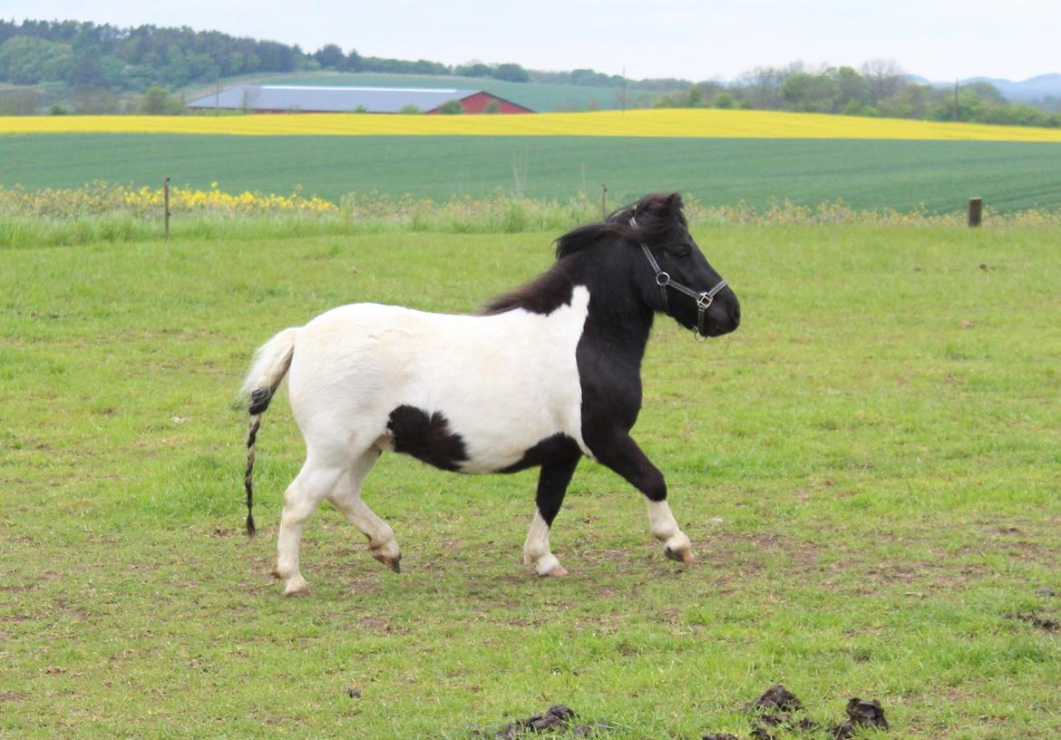 Shetlænder Pindstruphavens Amy billede 15