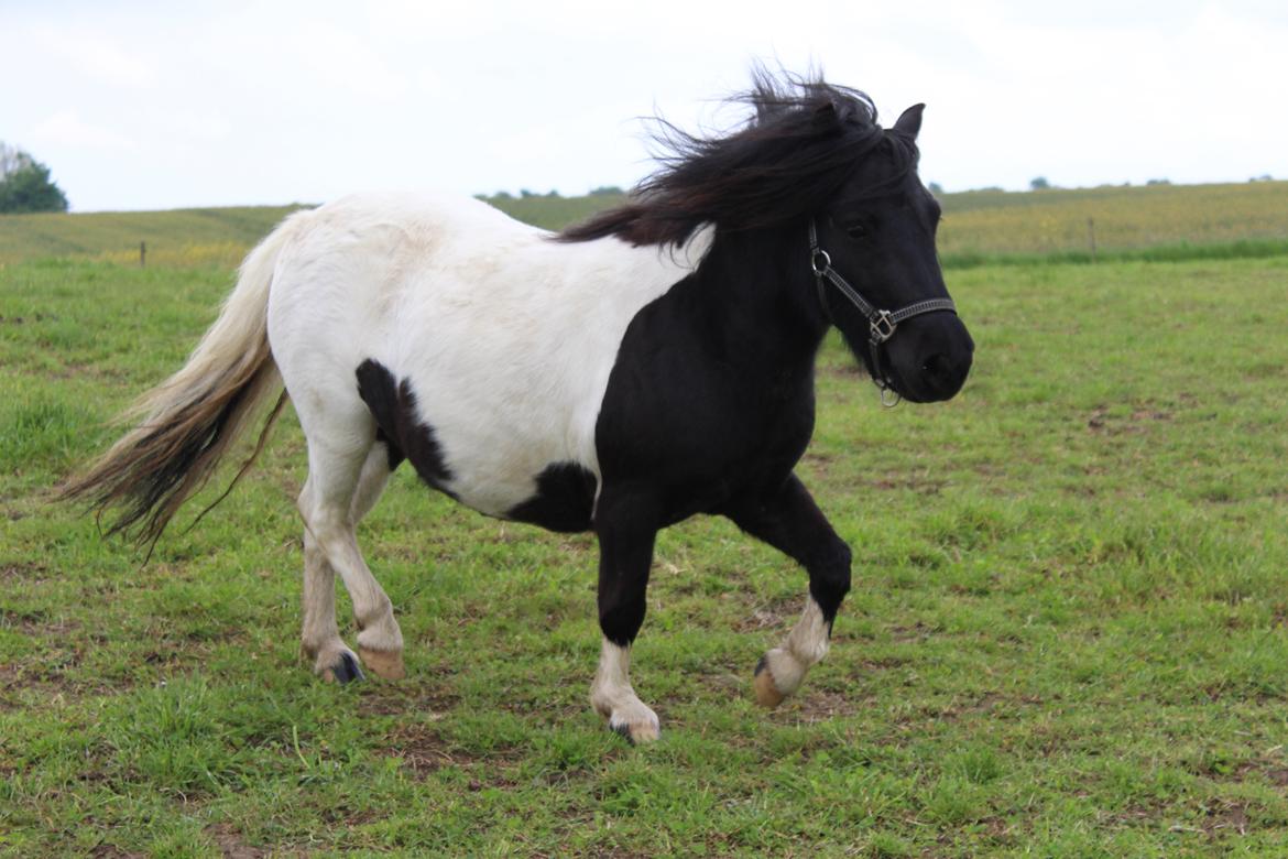 Shetlænder Pindstruphavens Amy billede 13