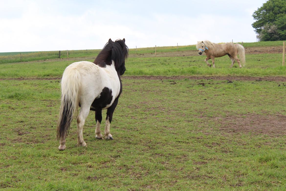 Shetlænder Pindstruphavens Amy billede 19