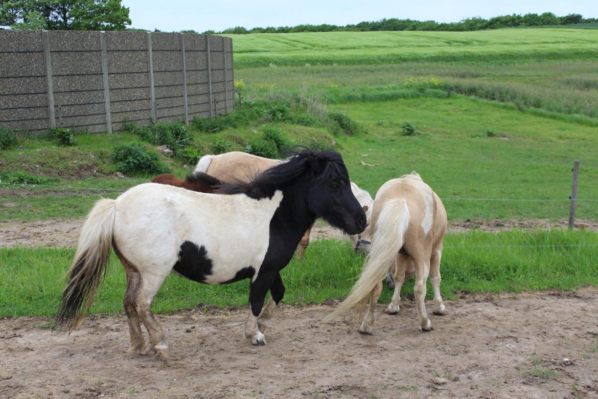 Shetlænder Pindstruphavens Amy billede 20