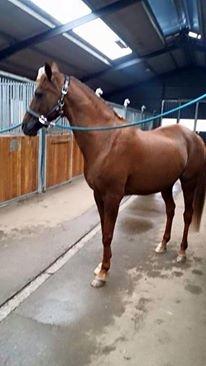 Arabisk fuldblod (OX) El Sheik Charme billede 6
