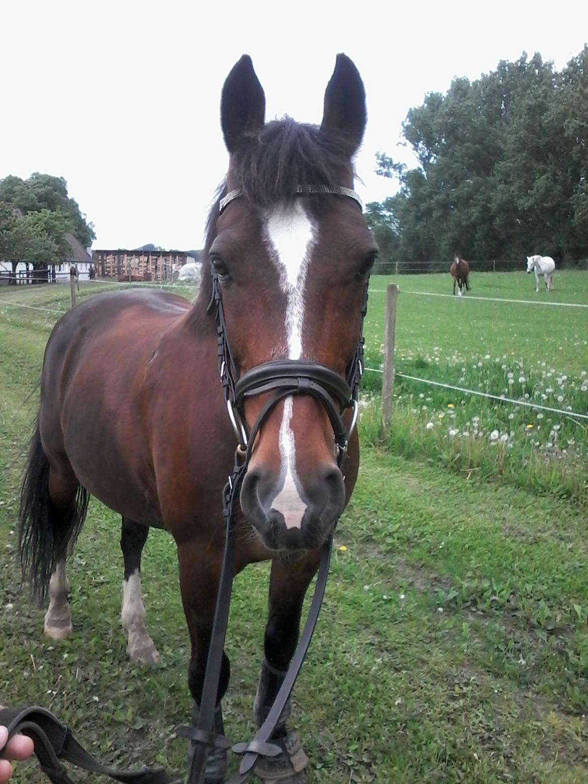 New Forest Shadow billede 9