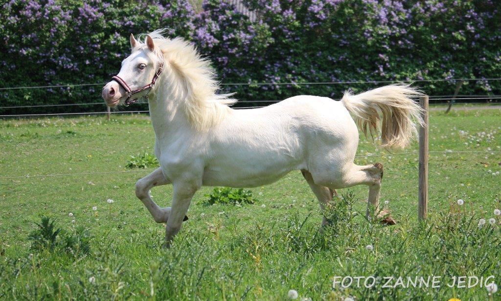 Welsh Cob (sec D) Ynyslyns Celebration billede 1