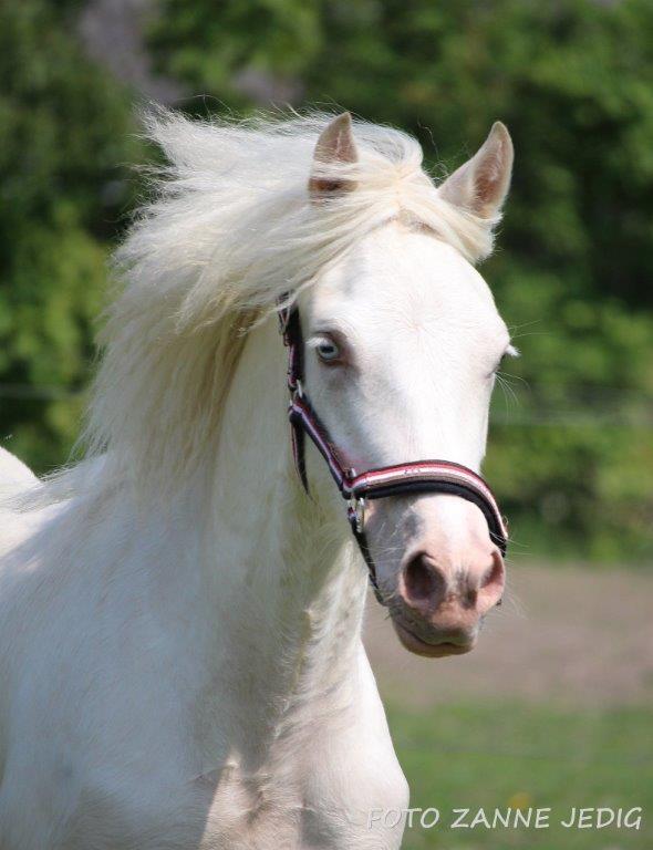 Welsh Cob (sec D) Ynyslyns Celebration billede 2