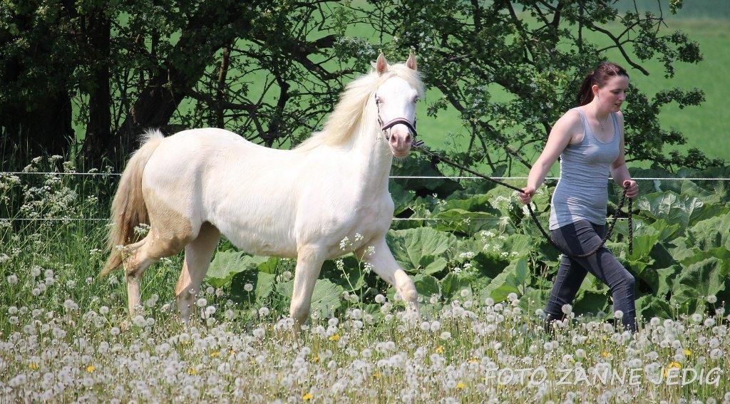 Welsh Cob (sec D) Ynyslyns Celebration billede 9