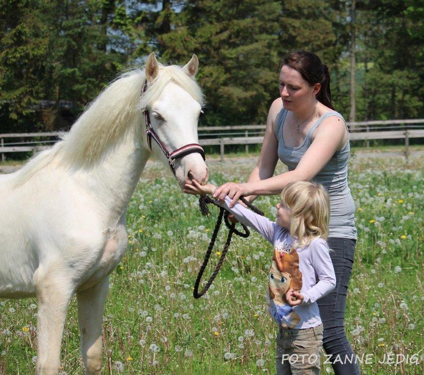 Welsh Cob (sec D) Ynyslyns Celebration billede 10