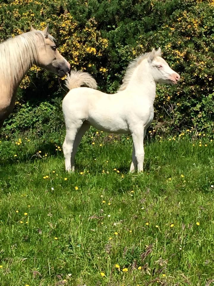 Welsh Cob (sec D) Ynyslyns Celebration billede 13