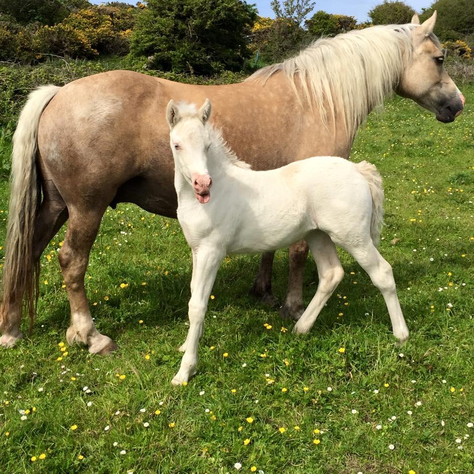 Welsh Cob (sec D) Ynyslyns Celebration billede 15