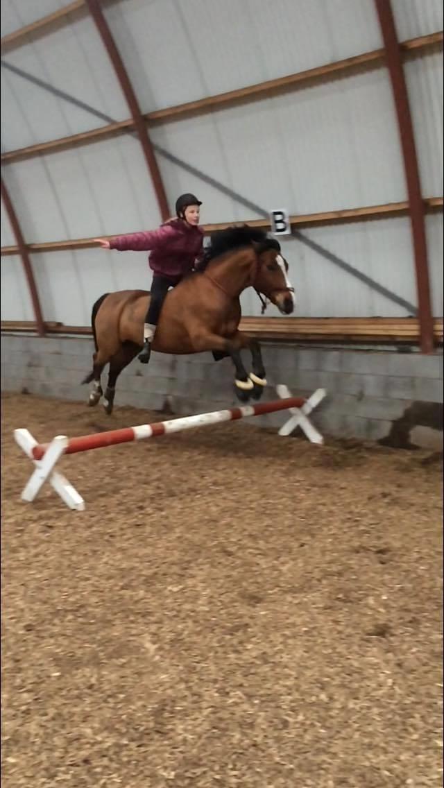 Hollandsk Sportspony supér billede 6