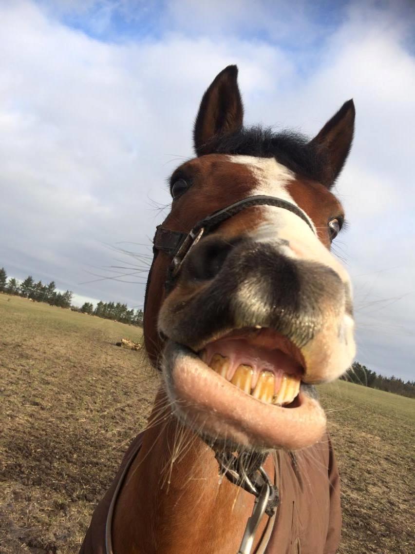 Hollandsk Sportspony supér billede 9