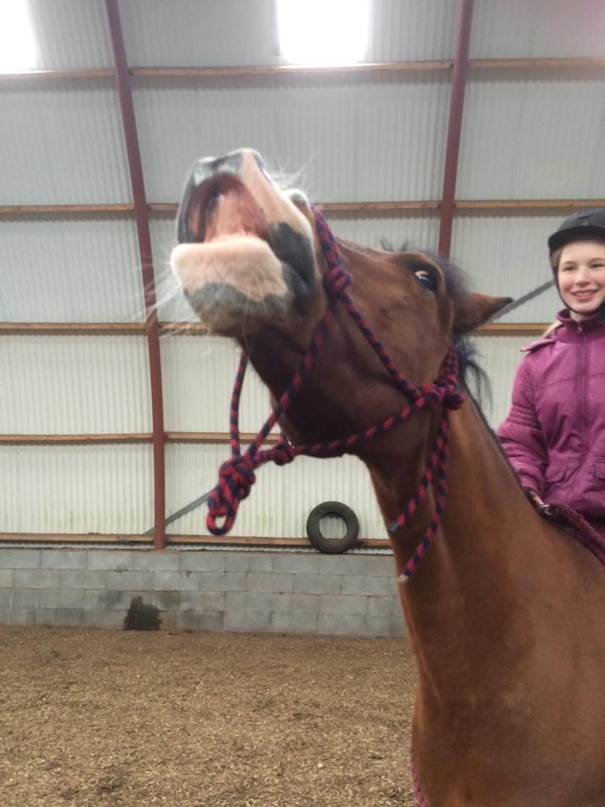 Hollandsk Sportspony supér billede 10