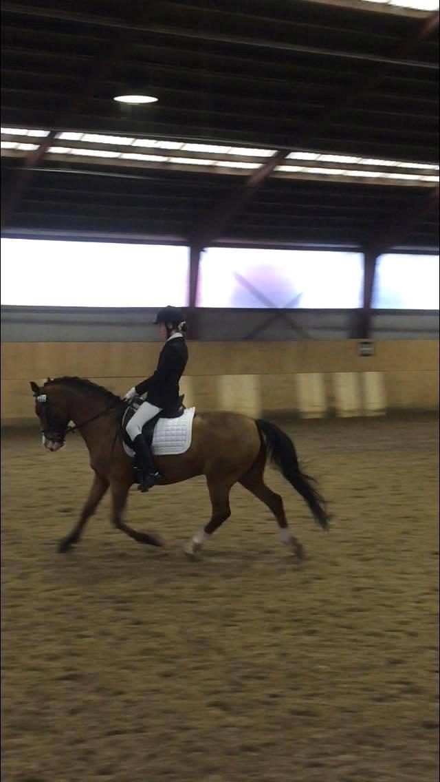 Hollandsk Sportspony supér billede 11