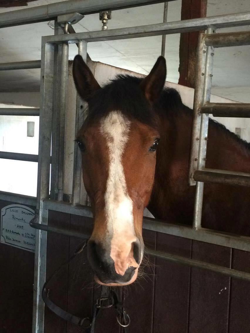 Hollandsk Sportspony supér billede 12