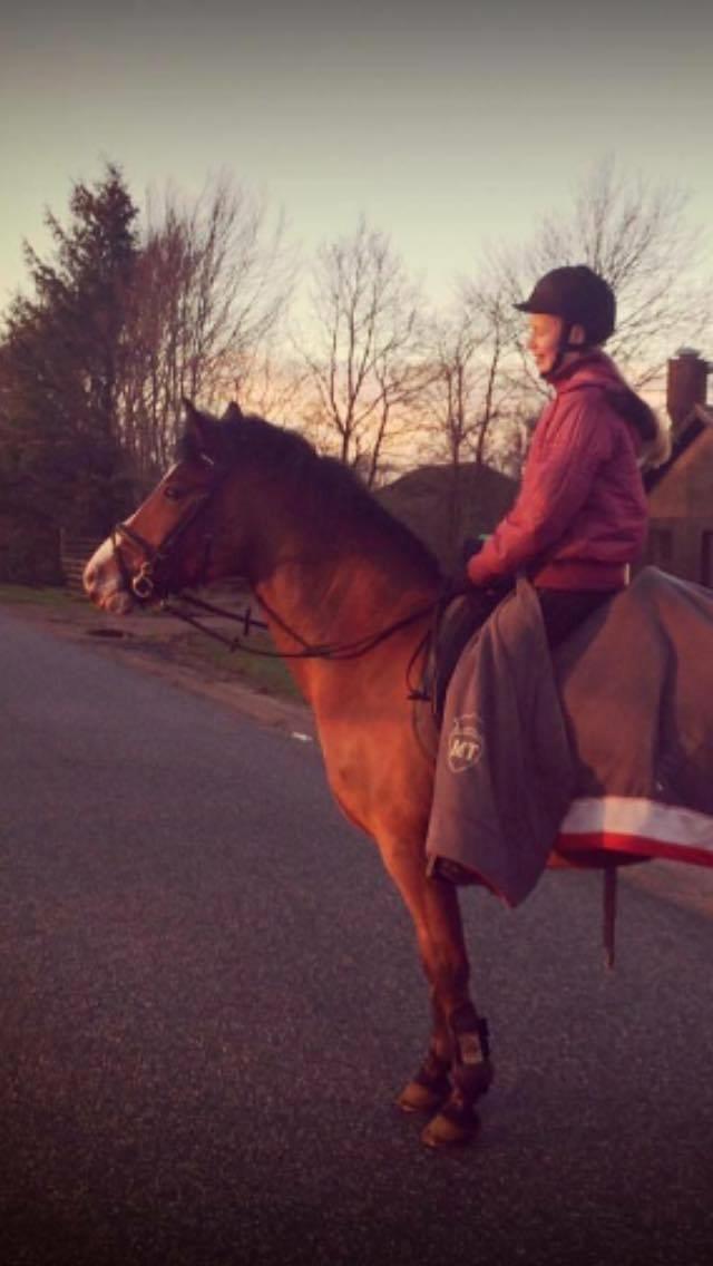 Hollandsk Sportspony supér billede 16