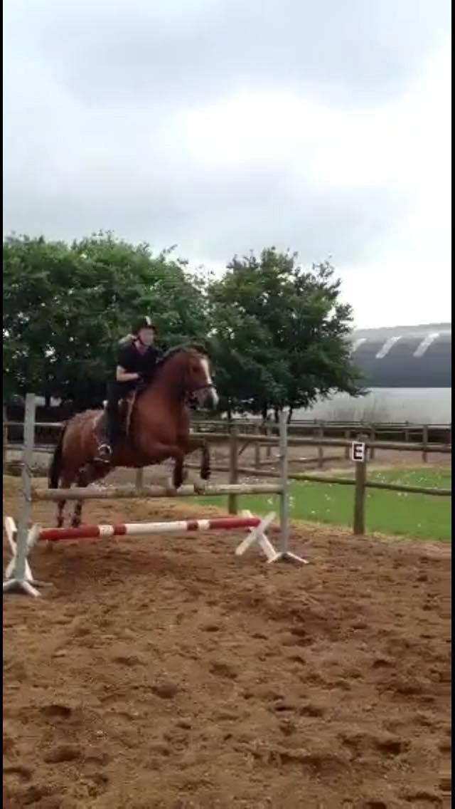 Hollandsk Sportspony supér billede 8