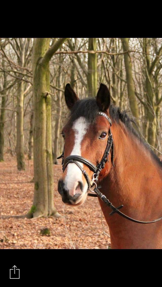 Hollandsk Sportspony supér billede 1