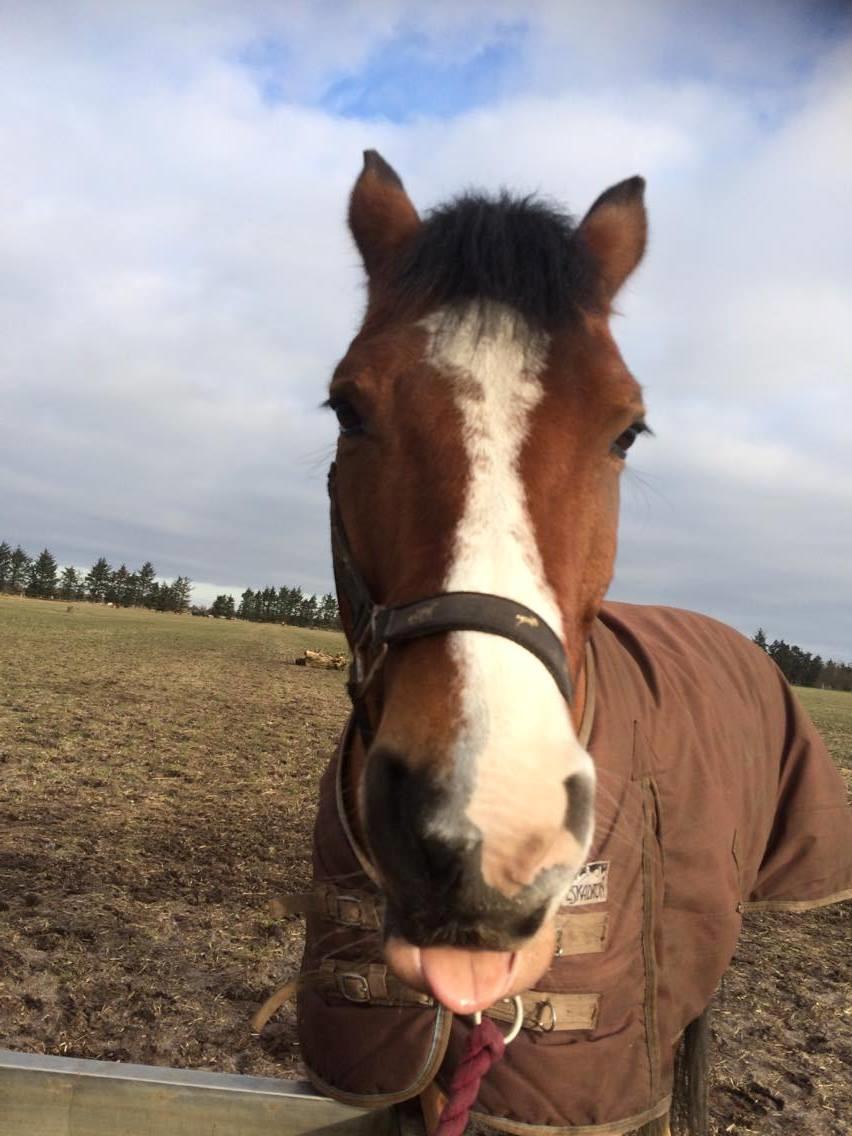 Hollandsk Sportspony supér billede 17