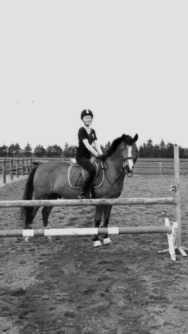 Hollandsk Sportspony supér billede 4