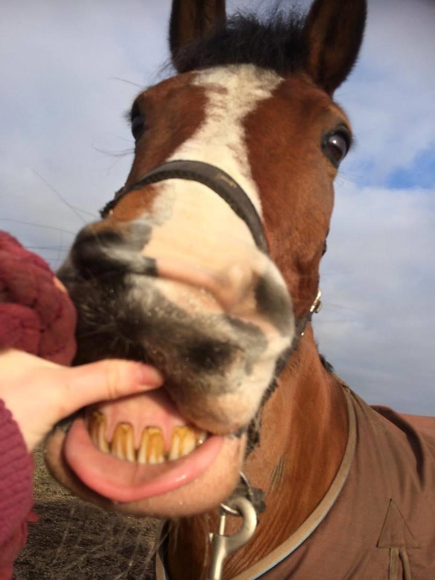 Hollandsk Sportspony supér billede 5