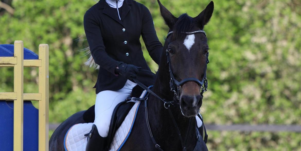 Hollandsk Varmblod Wilddancer - C-stævne på Ballerup Rideklub 22/5 2016 billede 31