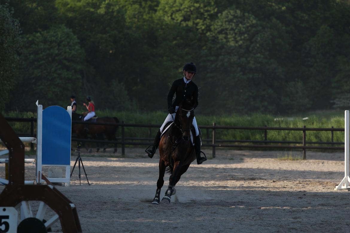 Hollandsk Varmblod Wilddancer - C-stævne på Ballerup Rideklub 22/5 2016 billede 32