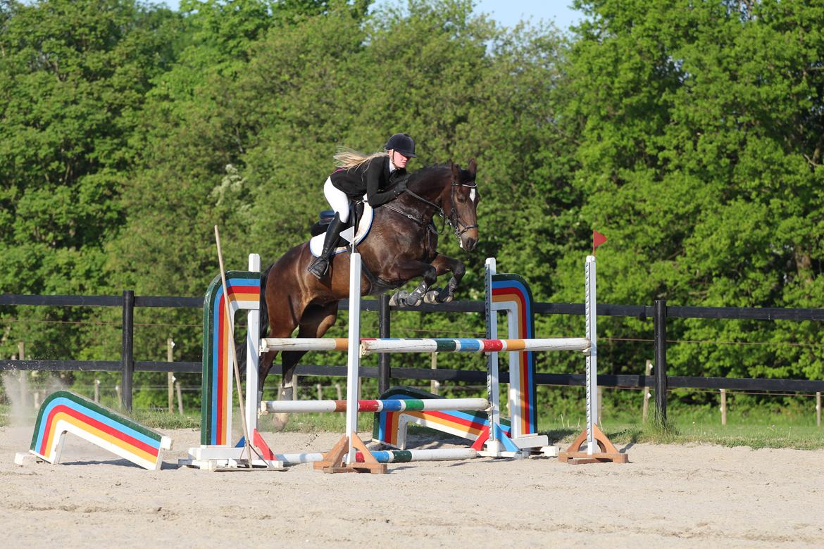 Hollandsk Varmblod Wilddancer - C-stævne på Ballerup Rideklub 22/5 2016 billede 5