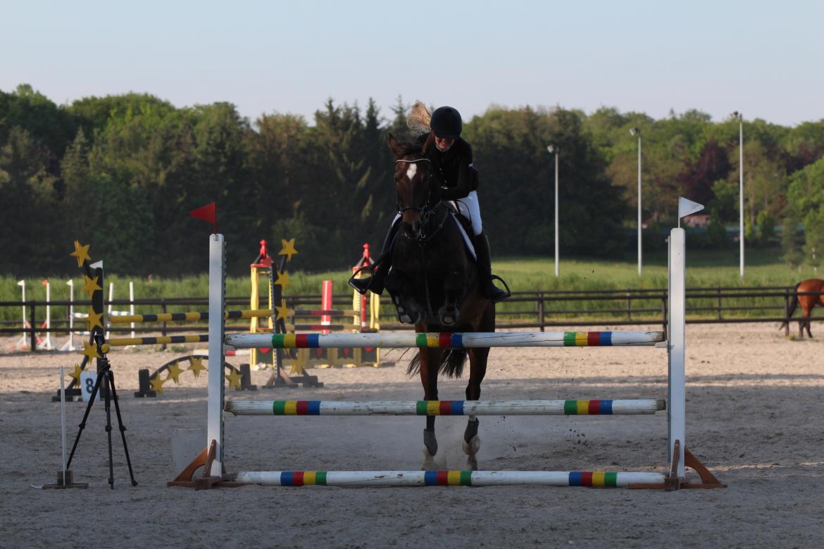 Hollandsk Varmblod Wilddancer - C-stævne på Ballerup Rideklub 22/5 2016 billede 28