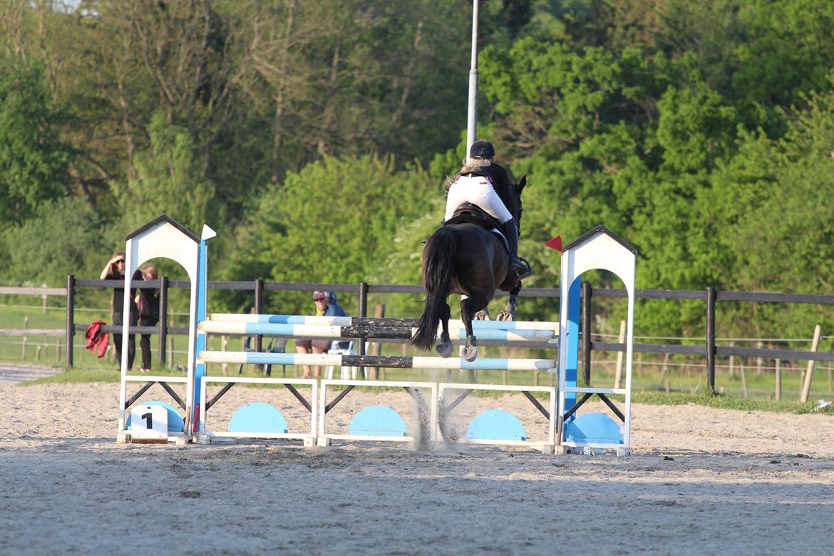 Hollandsk Varmblod Wilddancer - C-stævne på Ballerup Rideklub 22/5 2016 billede 24
