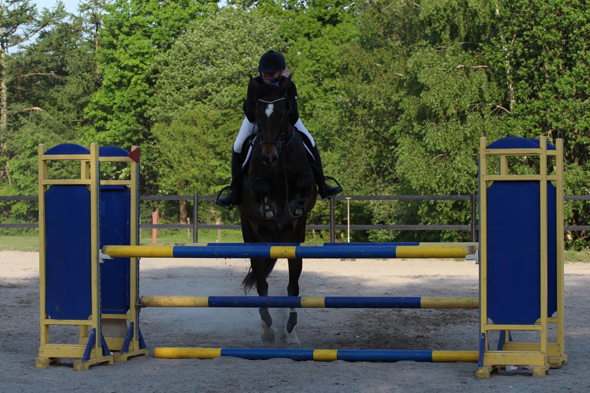 Hollandsk Varmblod Wilddancer - C-stævne på Ballerup Rideklub 22/5 2016 billede 33