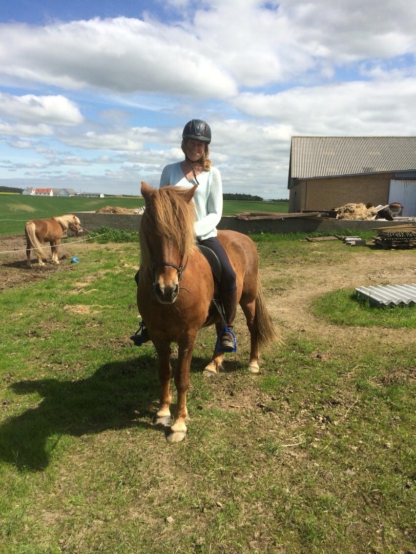 Islænder Feykir fra Øgård (himmelhest) billede 5