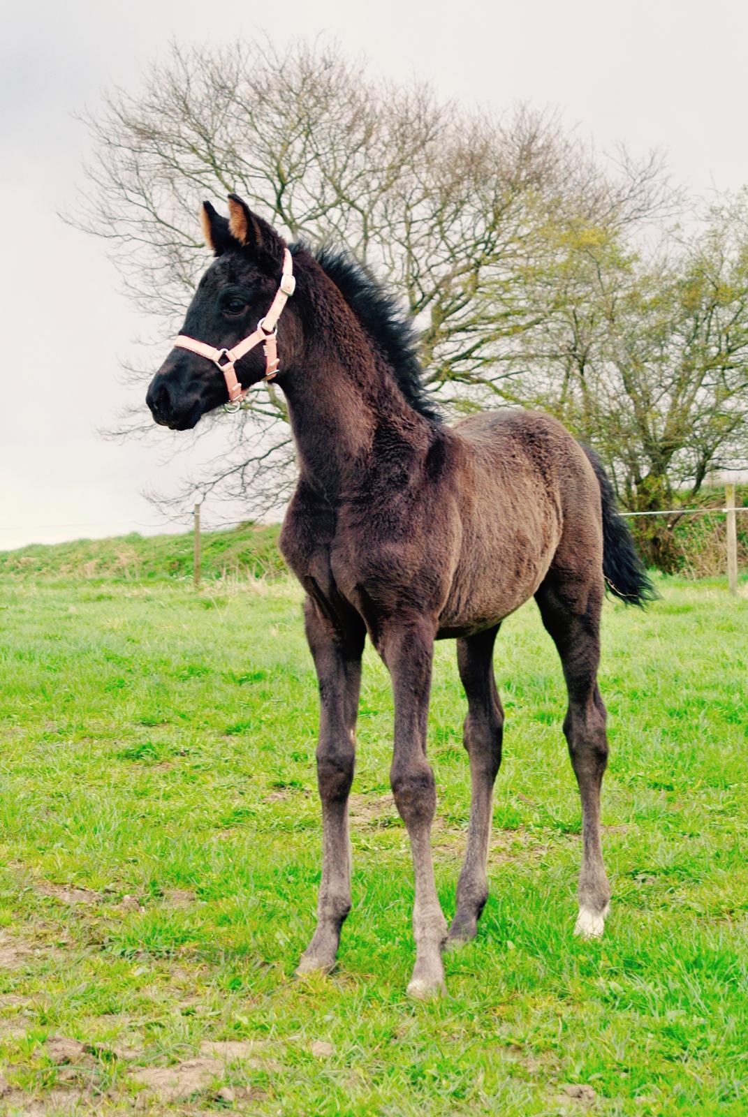 Dansk Varmblod Rihanna A.N. billede 1