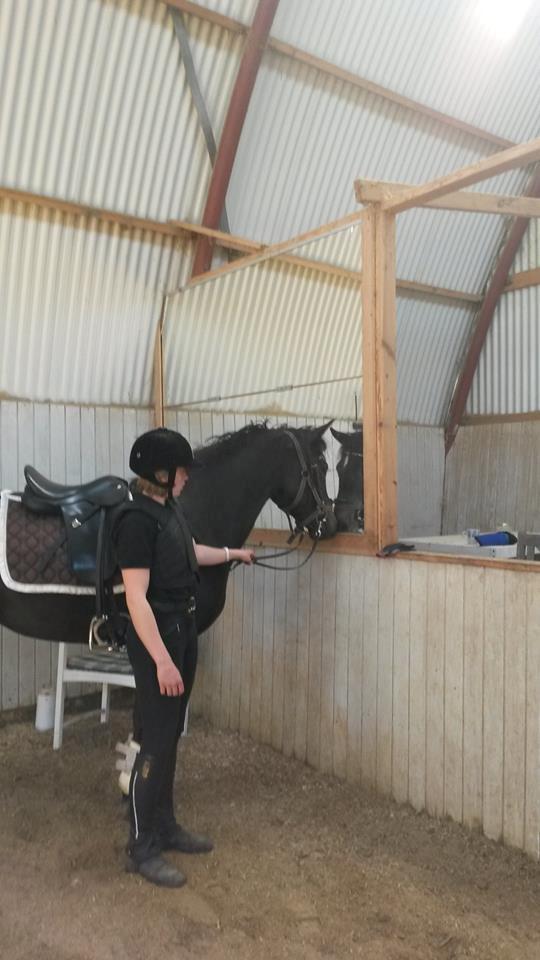 New Forest Elmholts Desiré - Første gang i hal den 27. maj 2016 billede 5