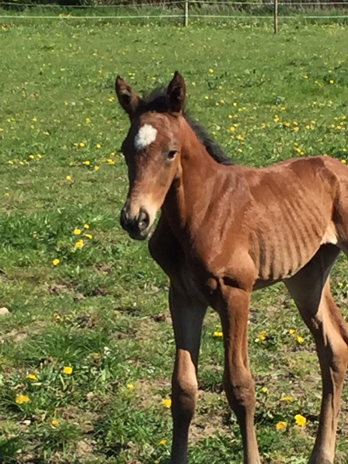 Dansk Varmblod Chocolate Blue R.i.P billede 3