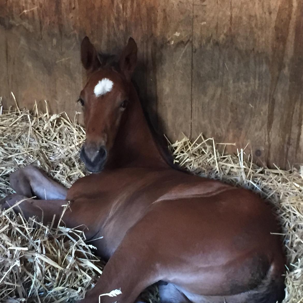 Dansk Varmblod Chocolate Blue R.i.P billede 1