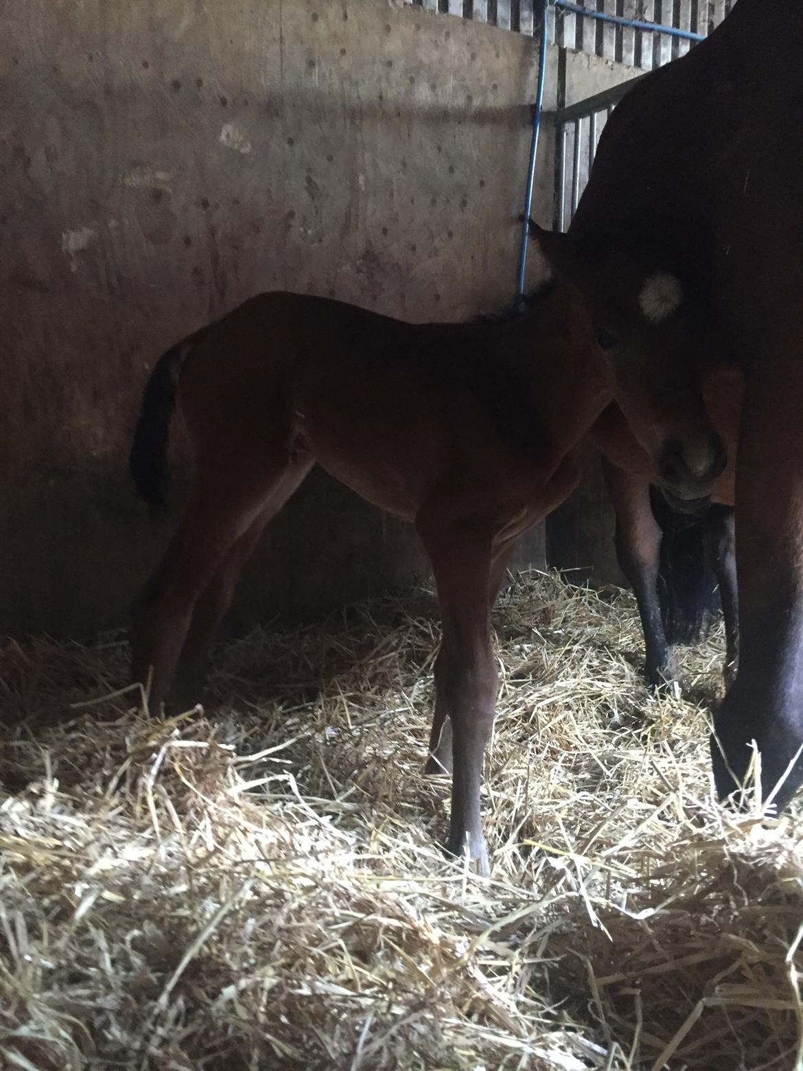 Dansk Varmblod Chocolate Blue R.i.P billede 4