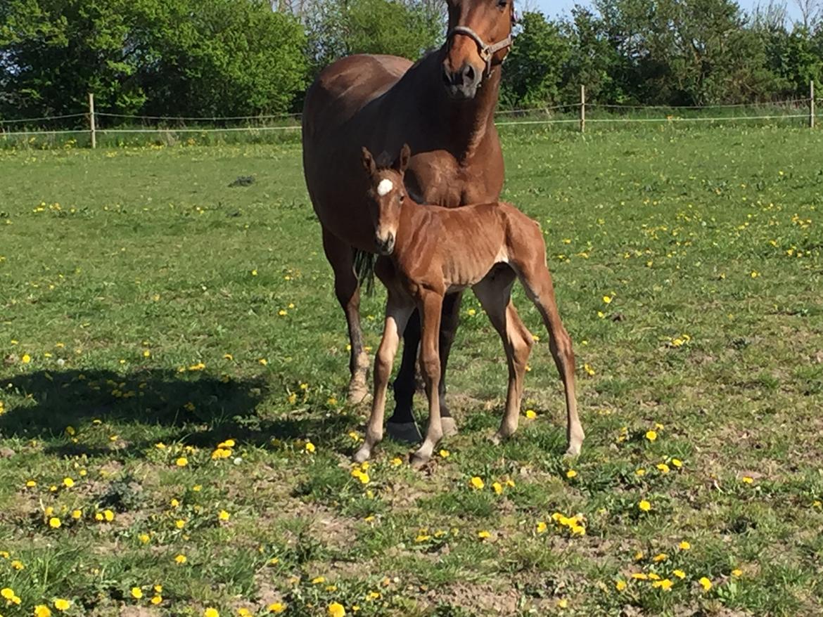 Dansk Varmblod Chocolate Blue R.i.P billede 5