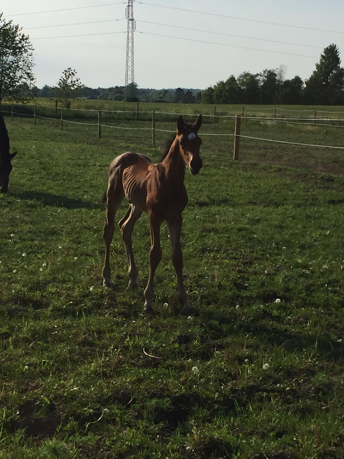 Dansk Varmblod Chocolate Blue R.i.P billede 7