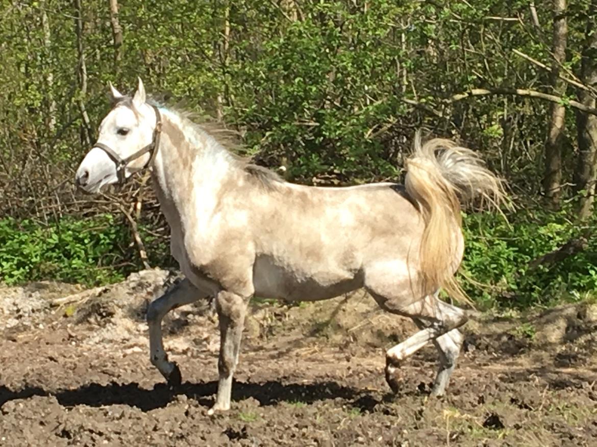 Arabisk fuldblod (OX) Lamann ox ( solgt ) billede 11