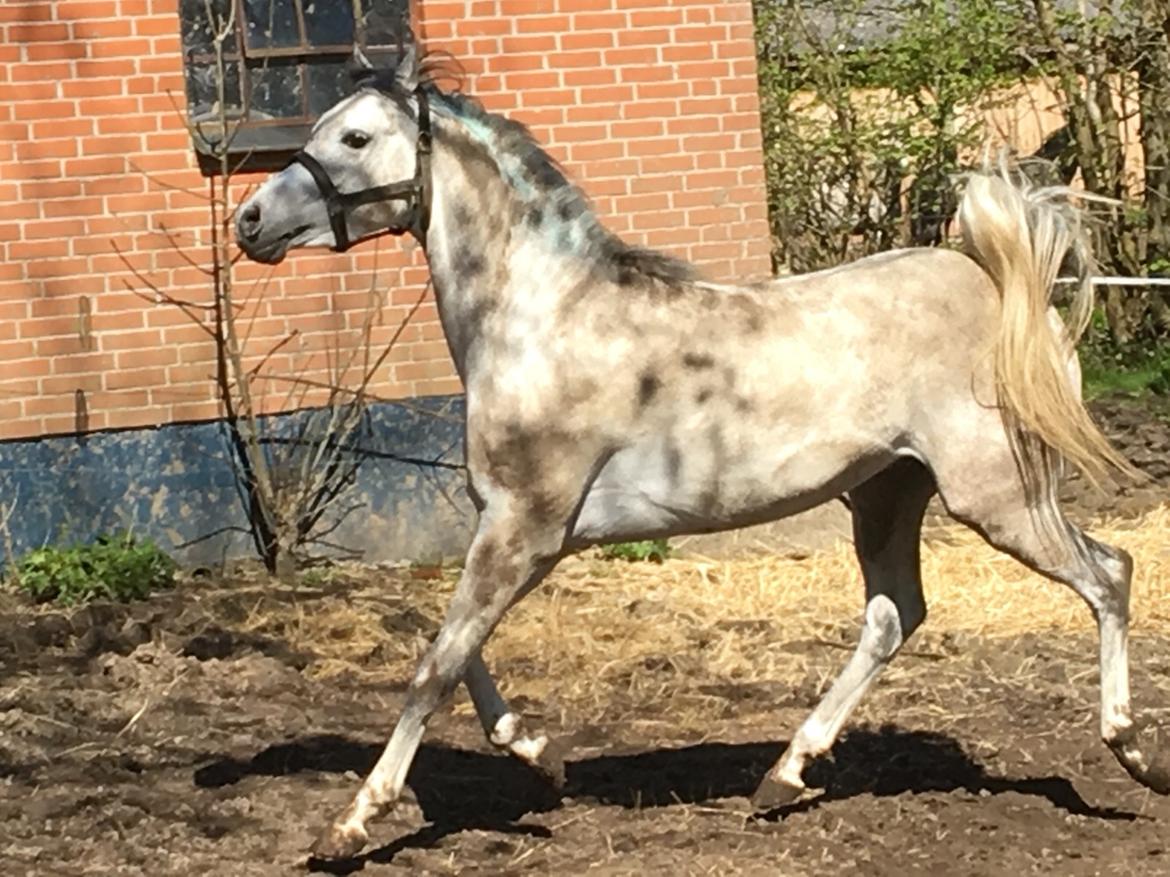 Arabisk fuldblod (OX) Lamann ox ( solgt ) billede 12