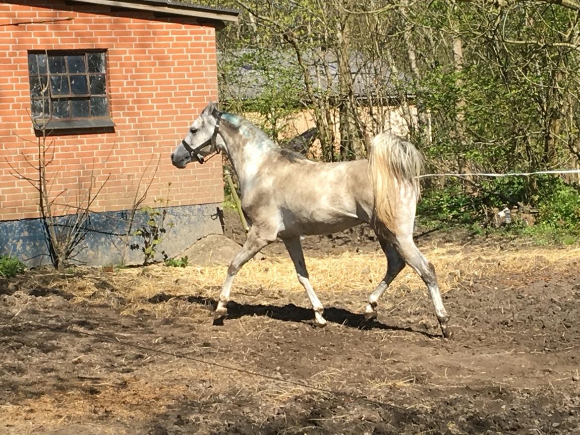 Arabisk fuldblod (OX) Lamann ox ( solgt ) billede 20