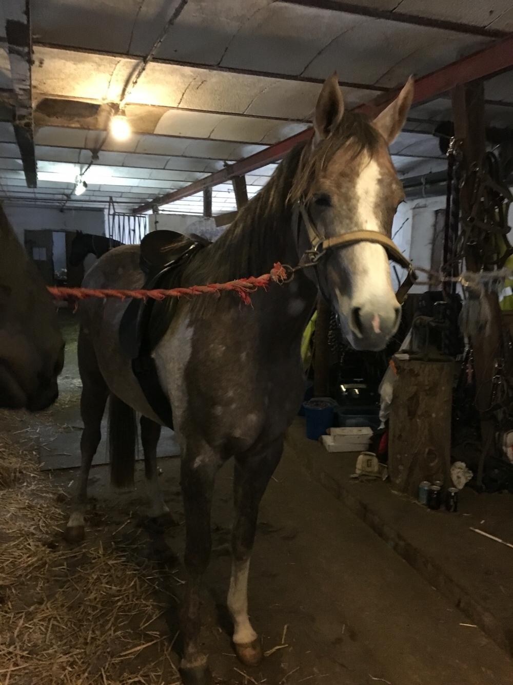 Arabisk fuldblod (OX) Jbs virginia ox billede 11