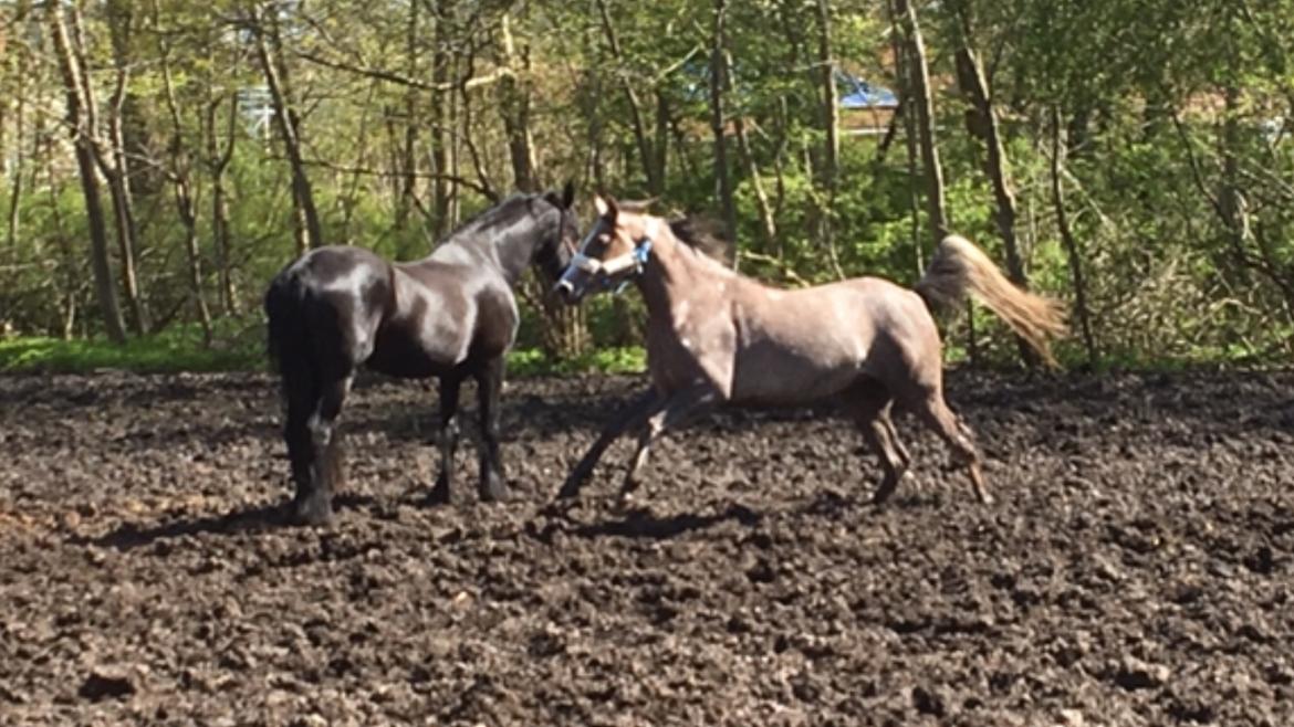 Arabisk fuldblod (OX) Jbs virginia ox billede 10