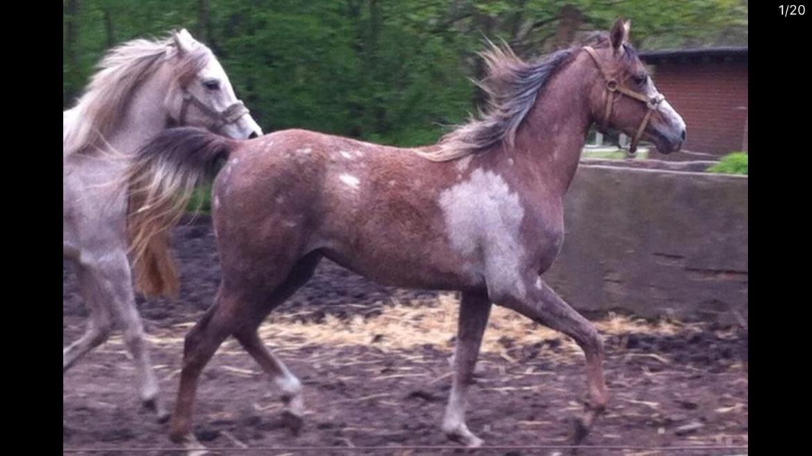 Arabisk fuldblod (OX) Jbs virginia ox billede 18