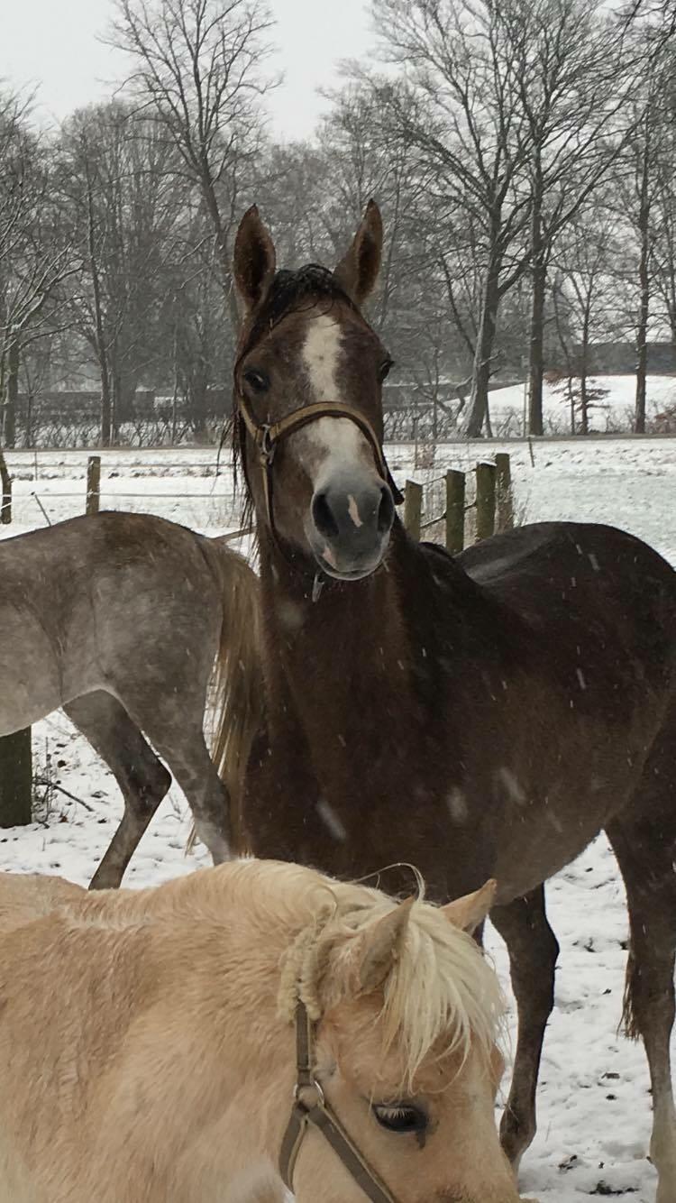 Arabisk fuldblod (OX) Jbs virginia ox billede 17