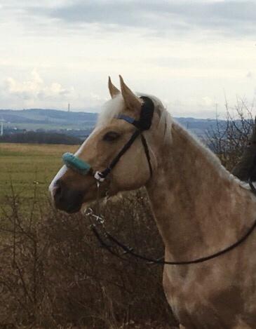 Palomino ¤  Anyska  ¤  Nysse  ¤ billede 15