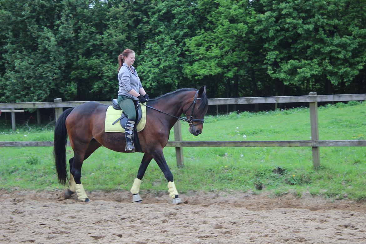 Standardbred Onki *Sille* - Træning på ridebanen 27. Maj 2016 billede 6