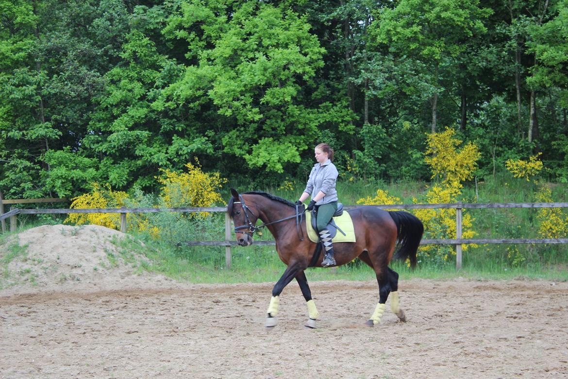 Standardbred Onki *Sille* - Træning på ridebanen 27. Maj 2016 billede 7